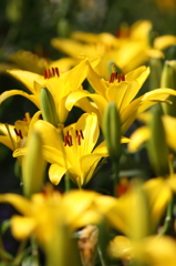 すかしゆりの森その２