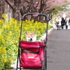 リーダー参加す。