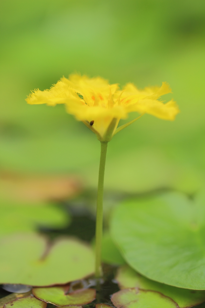 水上の華