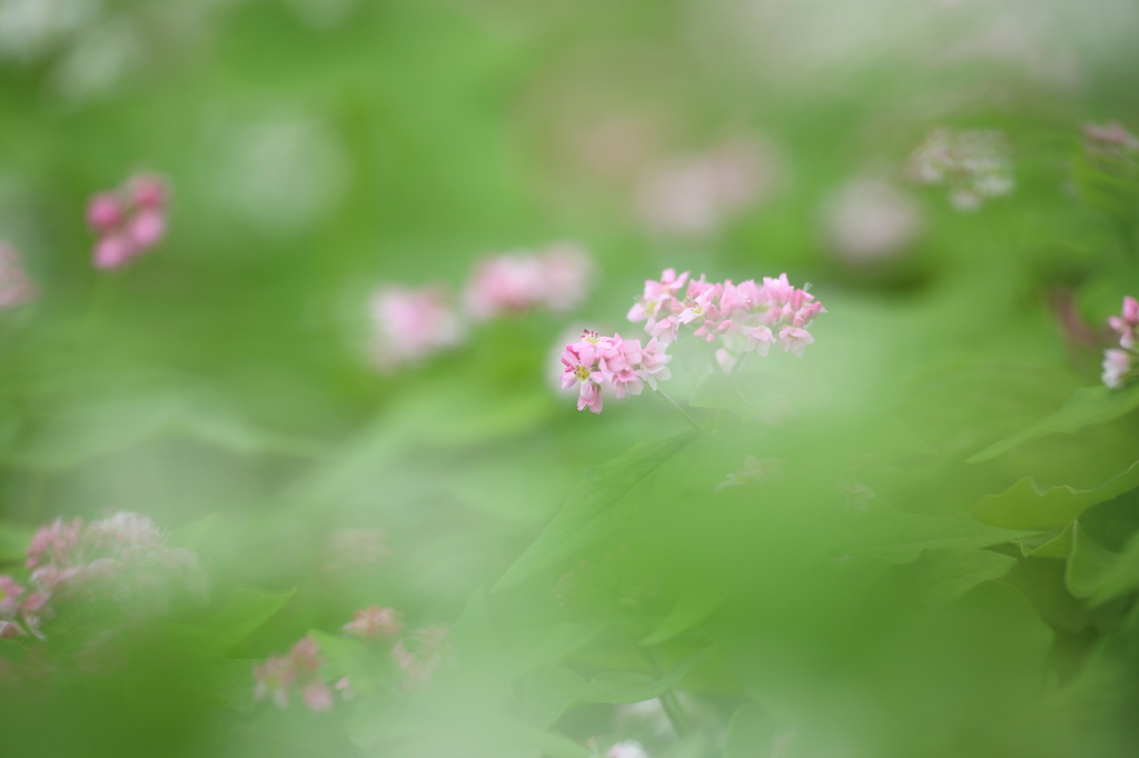 雲上の華