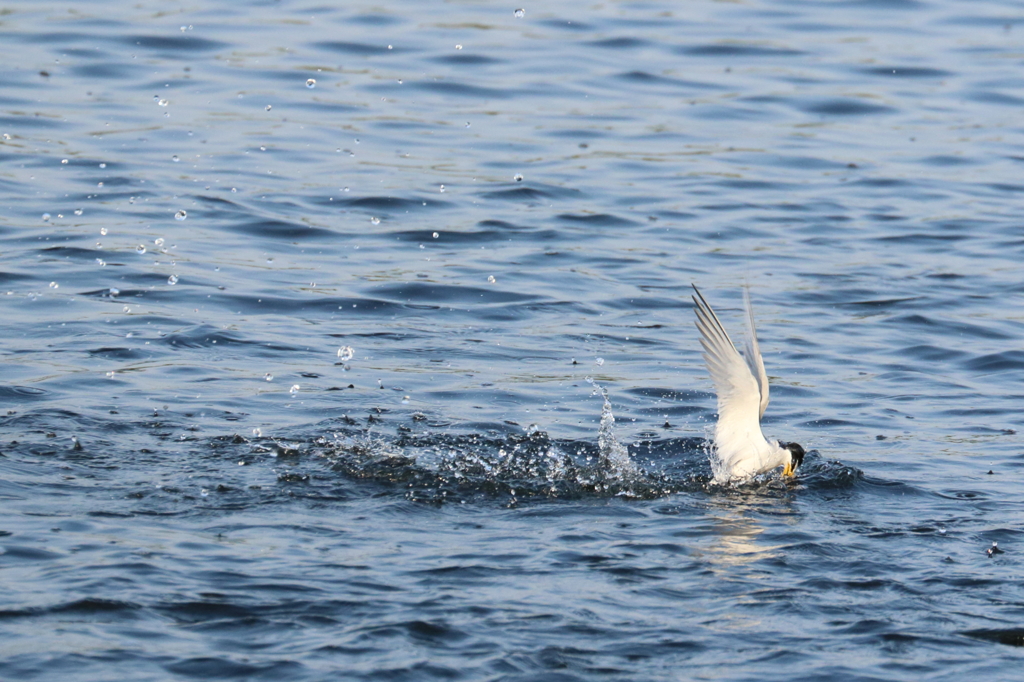 Dive!