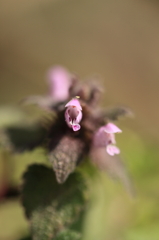 春の野草
