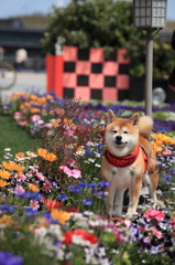 お花に囲まれて