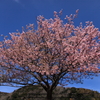 みなみのさくら