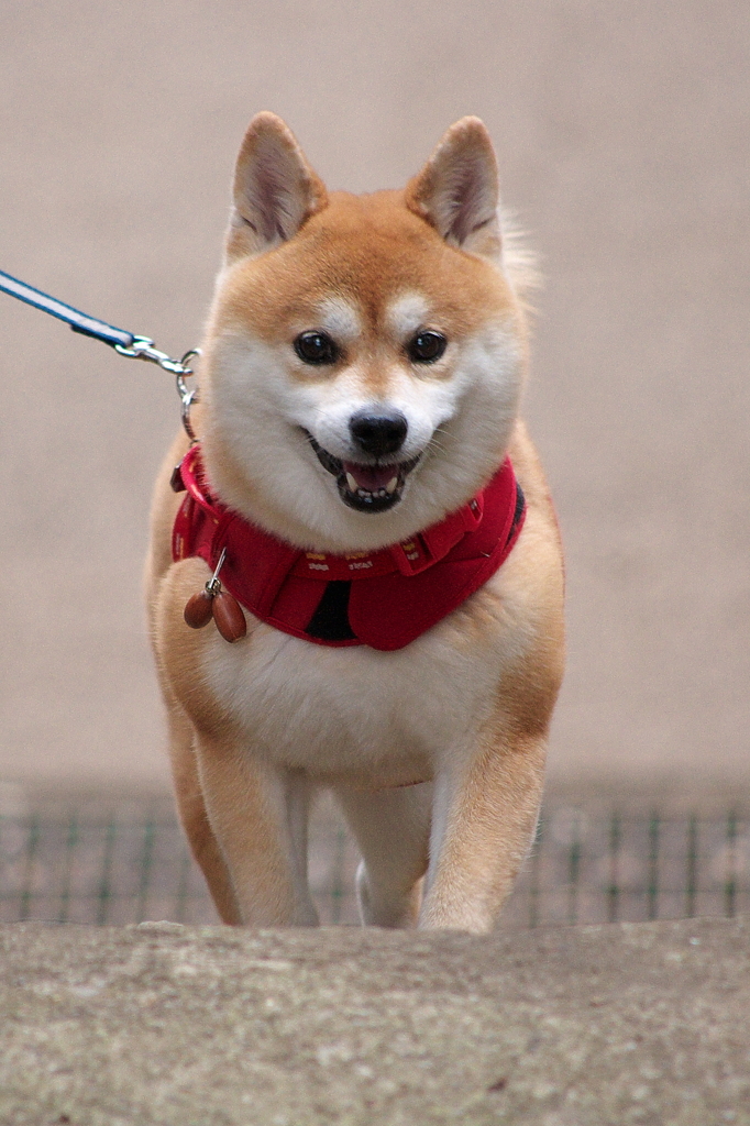 階段登り中♪