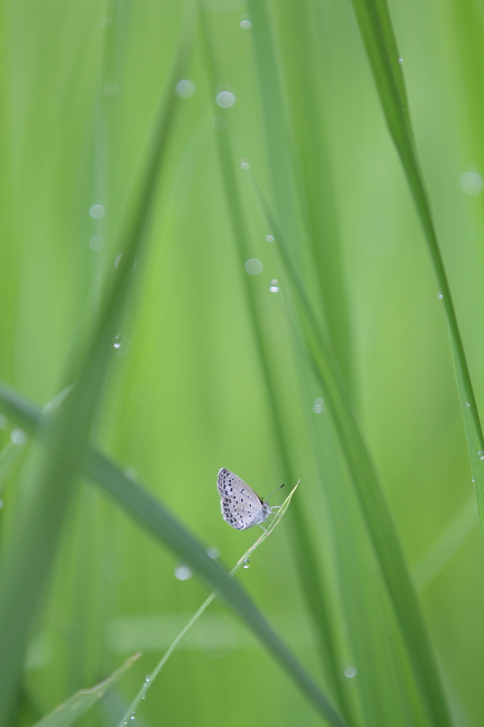 水辺に棲む　Ⅱ