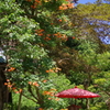 鎌倉　ふらり　　～海蔵寺　夏に咲く～