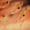 My favoreite fish  -私の好きな魚達‐　海の宝石