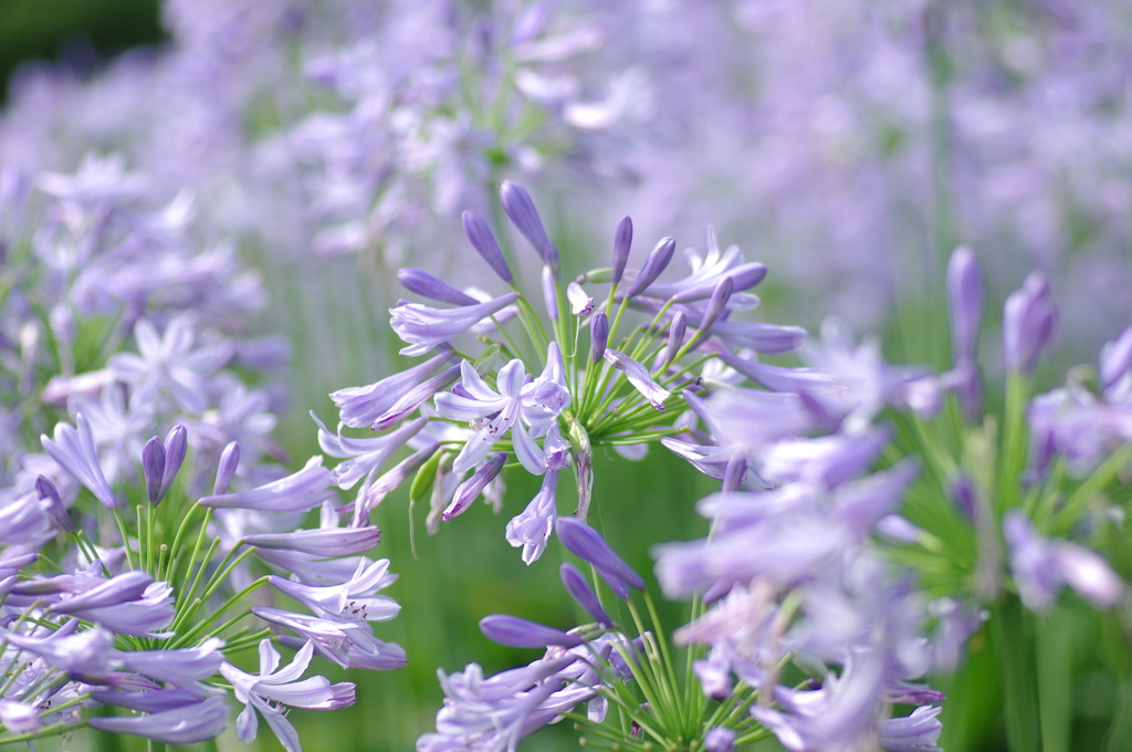 アガパンサスの森