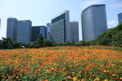 浜離宮キバナコスモス花畑