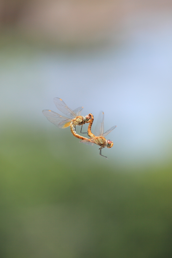 Pair flight 