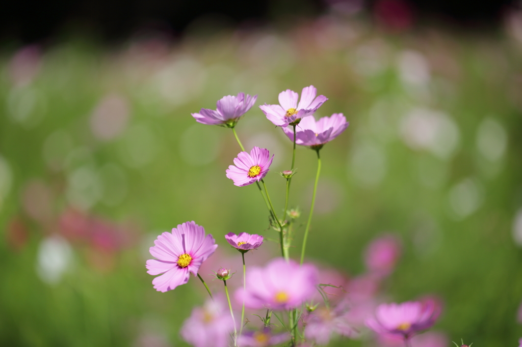 Natural Ⅳ