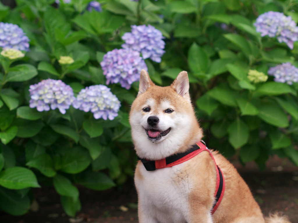 6月のお散歩