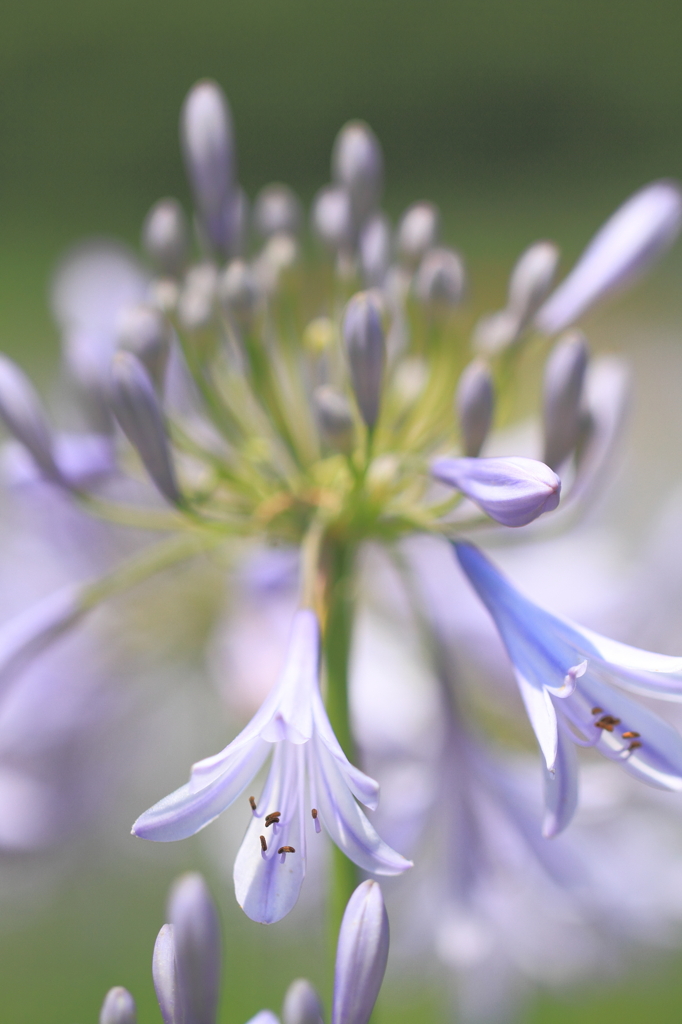 涼花