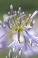 涼花
