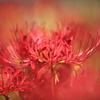 紅く燃える