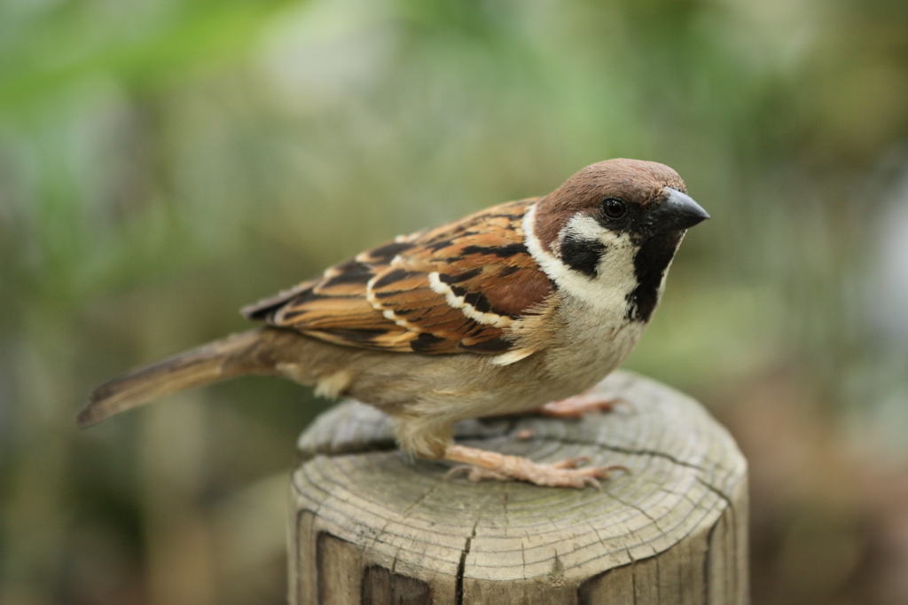 とっても身近な野鳥♪