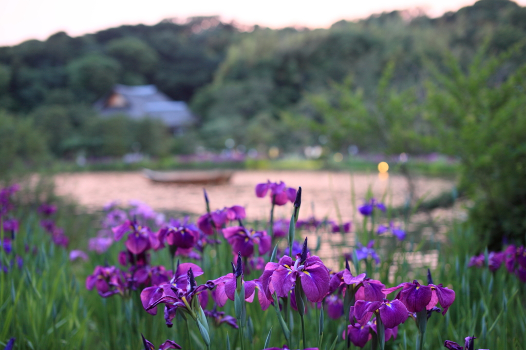 夕暮れの菖蒲田