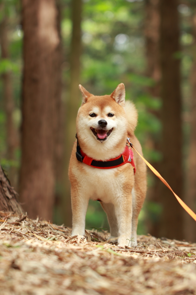 リーダー　in the forest