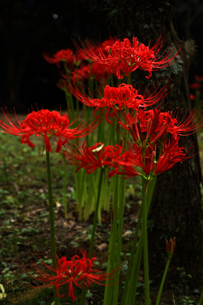 紅く　深まる。。