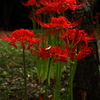 紅く　深まる。。