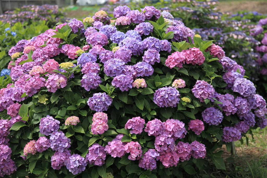 藤沢市遠藤のあじさい１