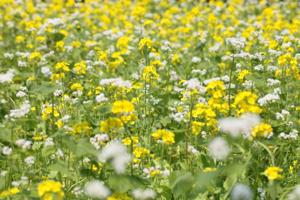white ＆yellow