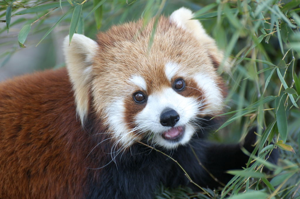 れっさぁ　ぱんだ！