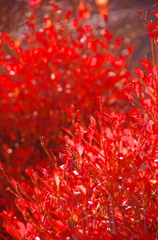 甲州秋紀行　　-みずがき湖畔の紅葉-
