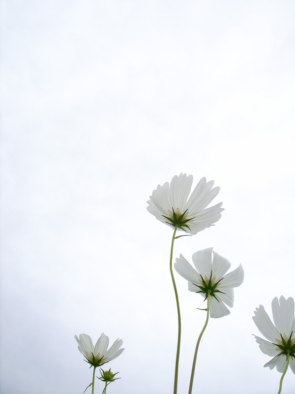 white cosmos