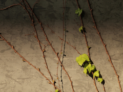 ＩＶＹ