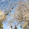桜、舞い散る
