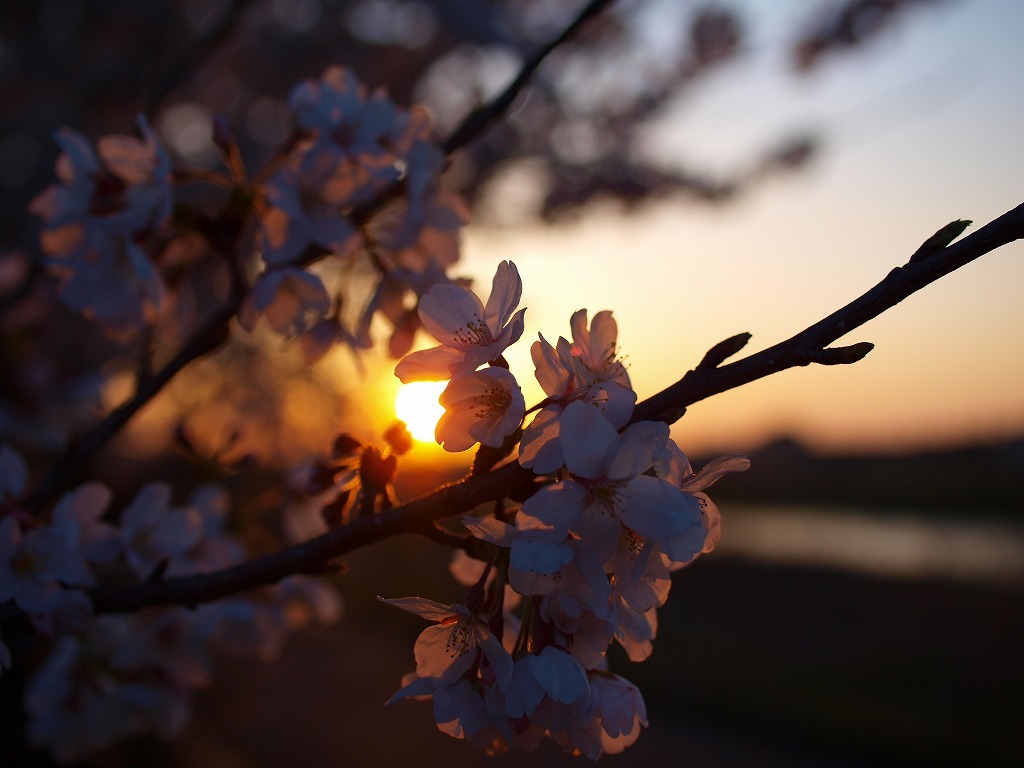 夕日の中に