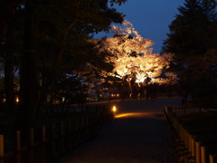 ライトアップされた桜