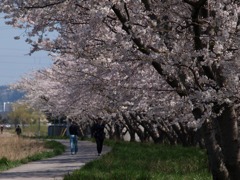 犀川の畔