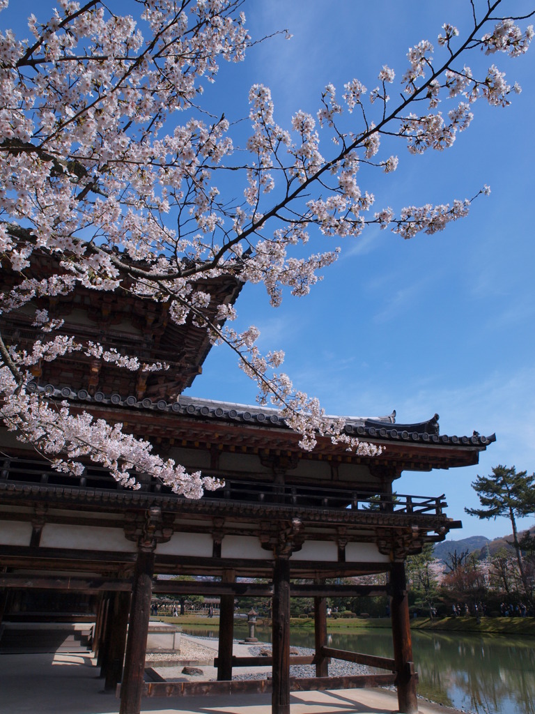 青空と花と