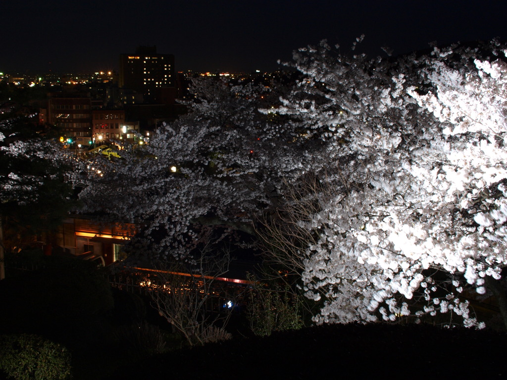 金沢の夜景と桜と
