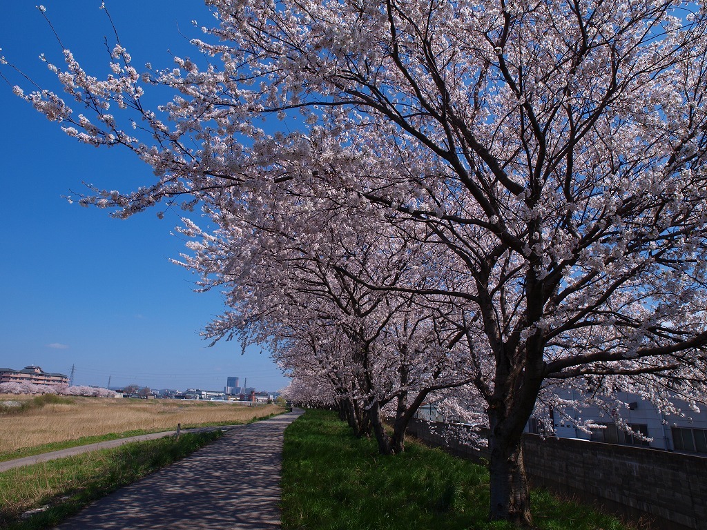 犀川の桜