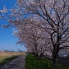 犀川の桜