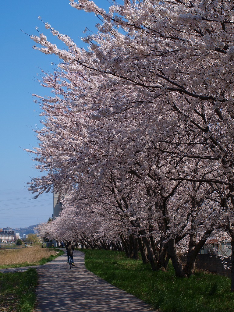 桜並木