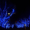 BLUE イルミネーション
