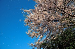 風に舞う