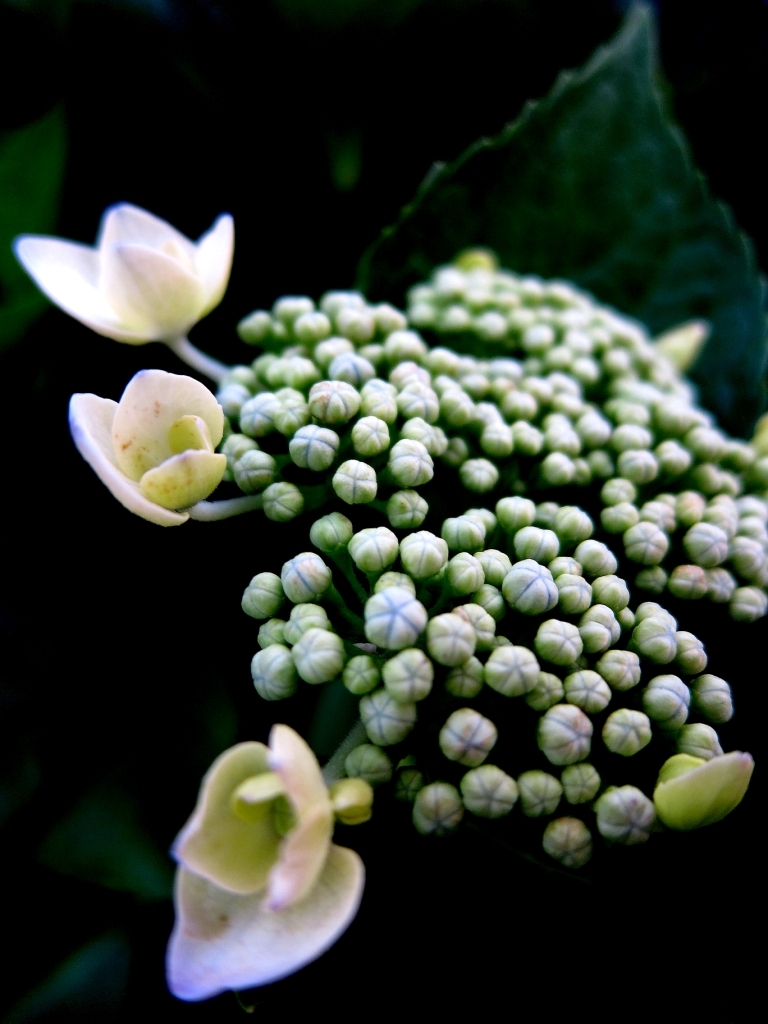 庭の紫陽花