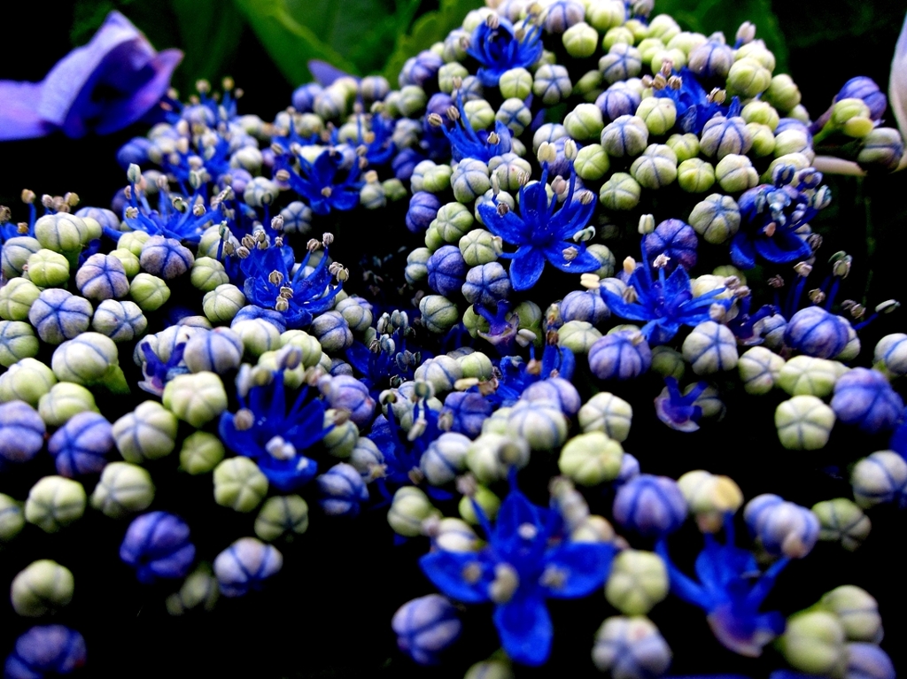 庭の紫陽花　青白