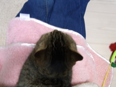 猫のシロ