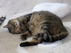 猫のシロ