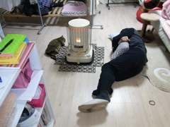 猫のシロ