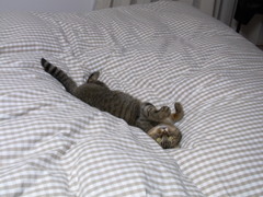 猫のシロ