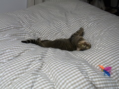 猫のシロ