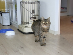 猫のシロ